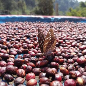 Mae Loire Coffee Process