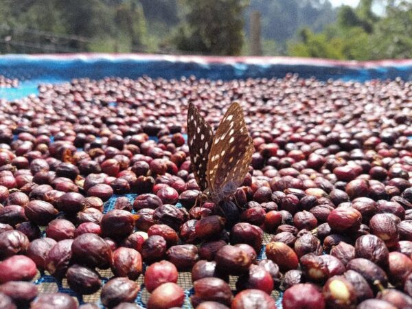 Mae Loire Coffee Process