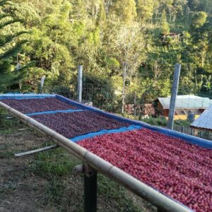 Mae Loire Coffee Process