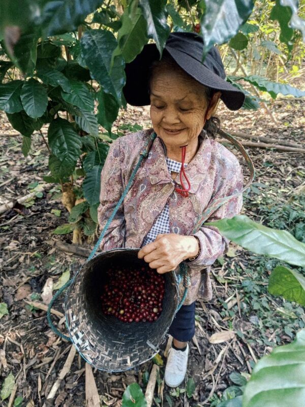 Mae Loire Coffee Process